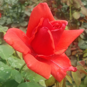 Червеното избледнява след цъвтежа - Чайно хибридни рози 
